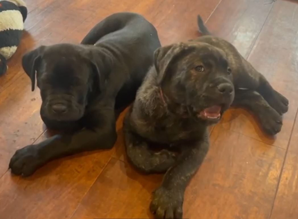 Bye Pups